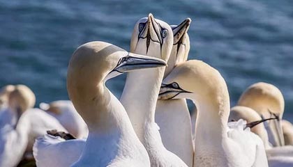 默契十足！梅西全程背对球门，随后脚后跟做球助攻苏亚雷斯